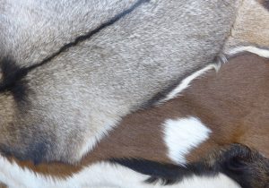 verschiedene Ziegenfelle