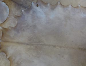 Trommelhaut, Rohhaut Damhirsch