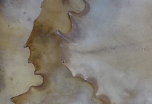 mehrere Rothirsch Rohhaut Trommehaut